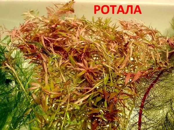 Ротала -- аквариумное растение и много разных растений. 4