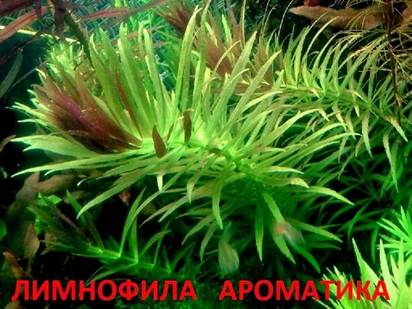 Ротала -- аквариумное растение и много разных растений. 7