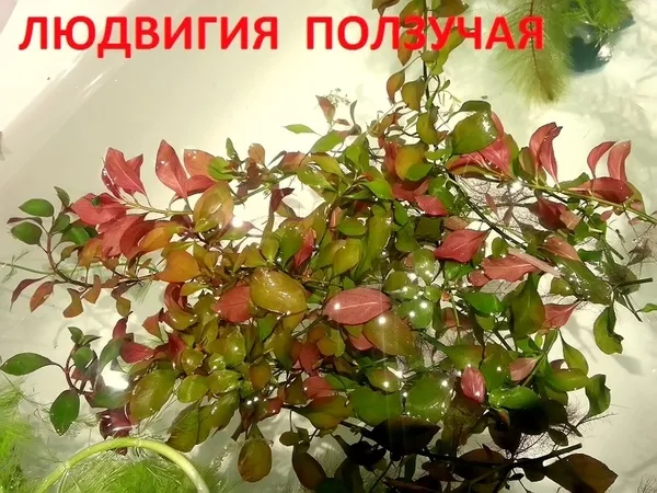 Ротала -- аквариумное растение и много разных растений. 11