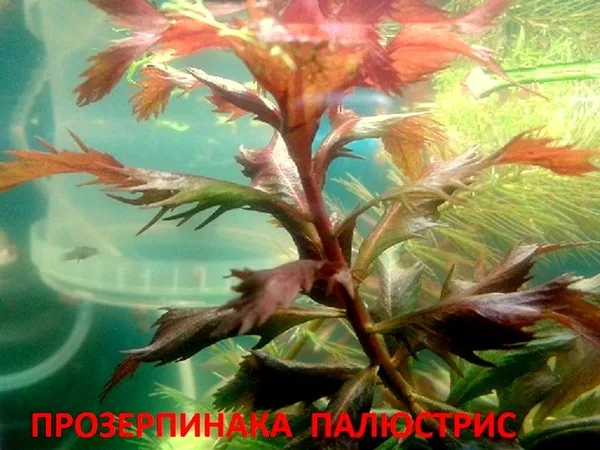 Ротала -- аквариумное растение и много разных растений. 14