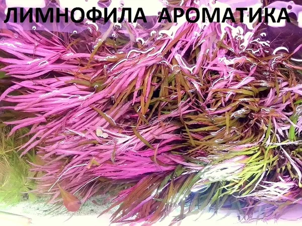 Лимнофила ароматика --- аквариумные растения и много других аквариумны