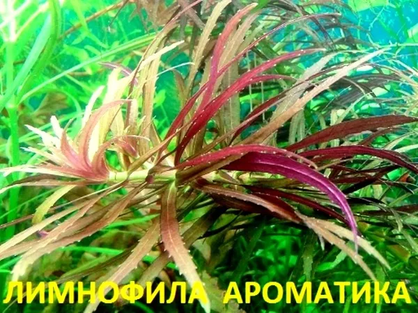 Лимнофила ароматика --- аквариумные растения и много других аквариумны 3
