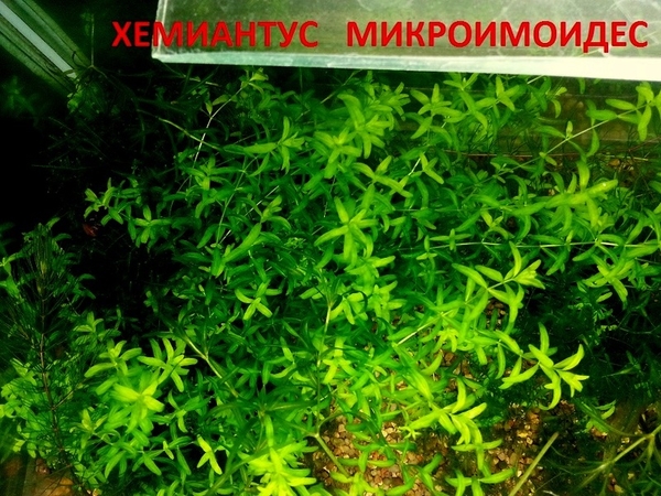 Хемиантус микроимоидес ---- аквариумное растение и много других ... 