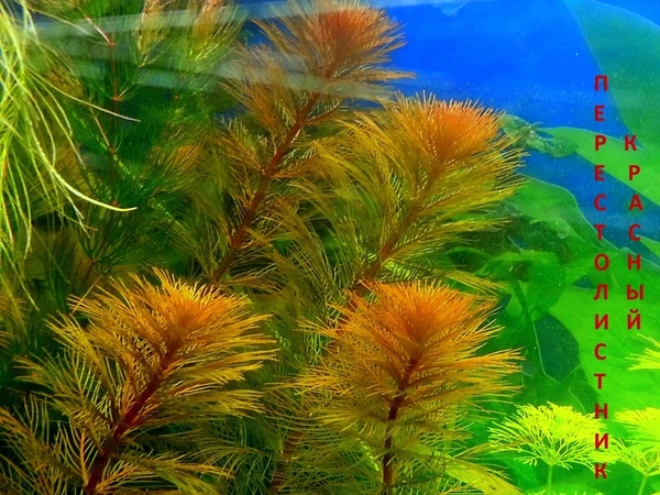 Мох крисмас ---- аквариумное растение и другие... 3