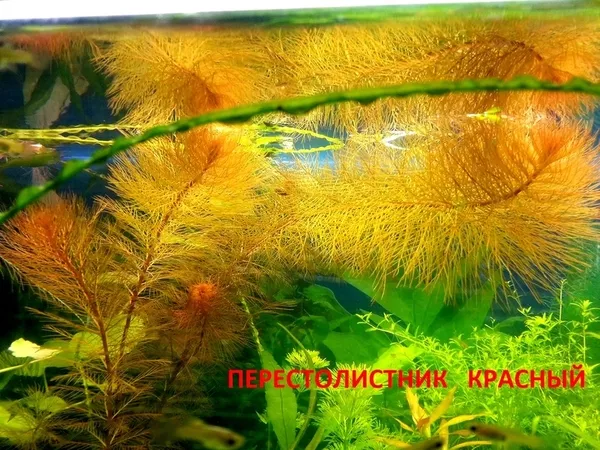 Мох крисмас ---- аквариумное растение и другие растения...  7