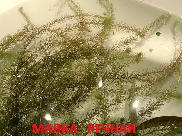 Папоротник индийский ---- аквариумное растение и много других разных растений 2
