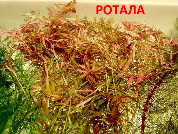Ротала ----- аквариумные растения и много других аквариумных растений 3