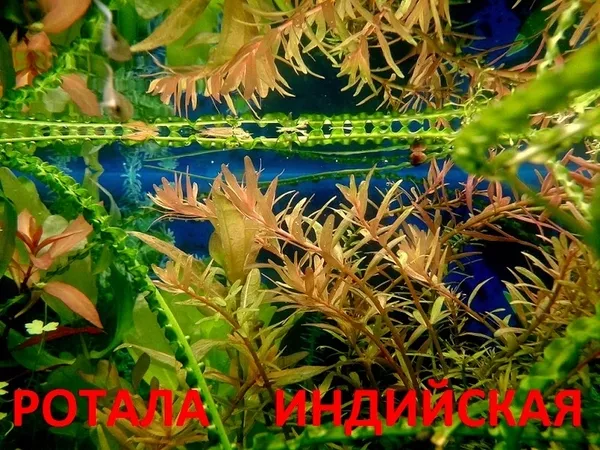 Папоротник индийский ---- аквариумное растение,  много других разных растений 6