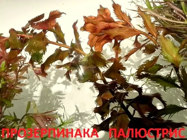 Перестолистник красностебельный -- аквариумное растение,  и другие... 15