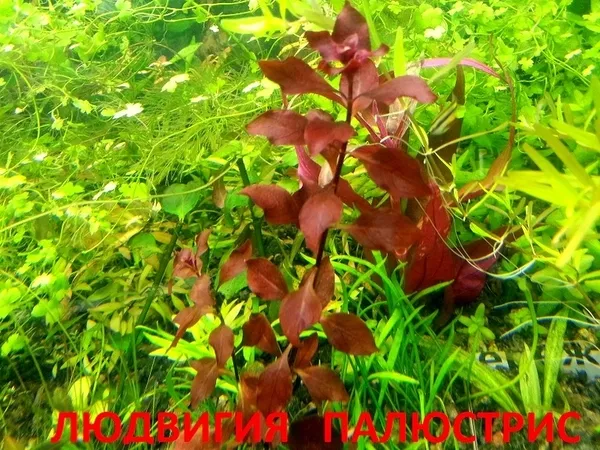 Папоротник индийский -- аквариумное растение и много разных растений 6