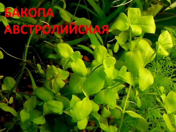 Бакопа австролийская ---- аквариумное растение и друг разных растений