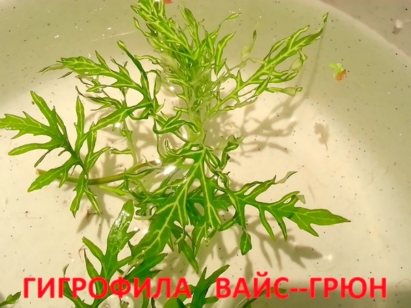 Бакопа австролийская --- аквариумное растение и много других ...  18