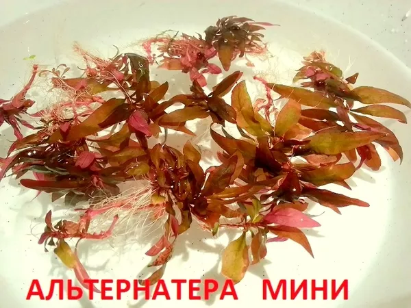 Погестемон октопус ---- аквариумное растение и другие растения... 12