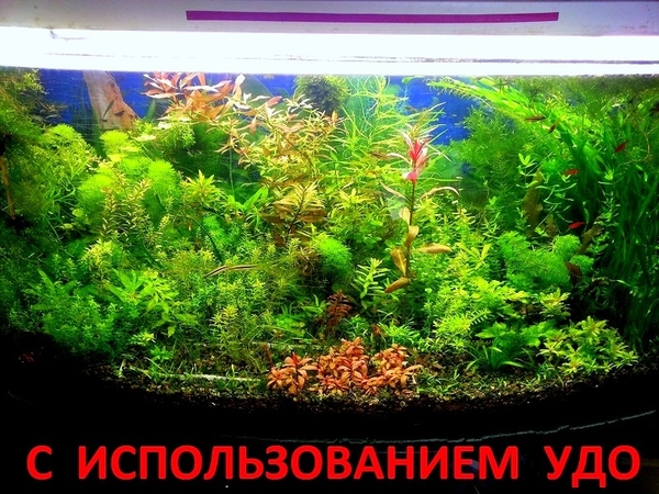 Удобрения(УДО микро,  макро,  калий,  железо) --для аквариумных растений. 5