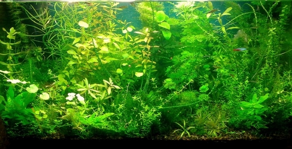Удобрения(УДО микро,  макро,  калий,  железо) --для аквариумных растений. 7