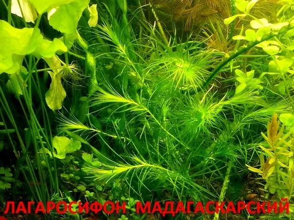 МОХ  Крисмас -- аквариумные растения и много разных растений 19