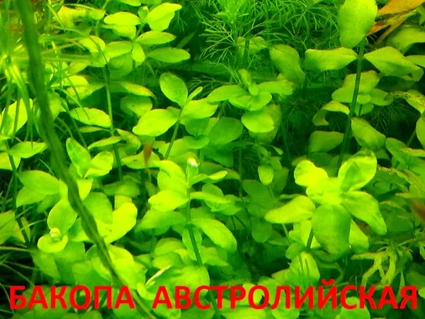 Жемчужная трава - аквариумное растение и много других растений 6