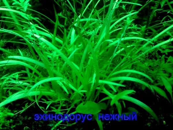 Эхинодорус тенелиус --- аквариумное растение и др. разные растения