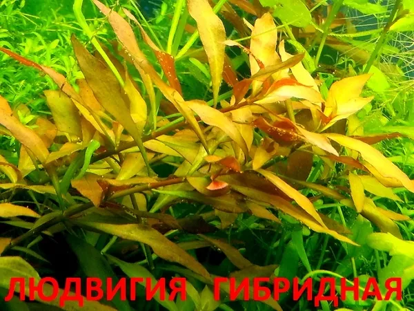 Эхинодорус тенелиус --- аквариумное растение и др. разные растения 7