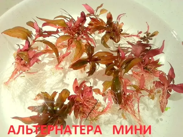 Эхинодорус тенелиус --- аквариумное растение и др. разные растения 15