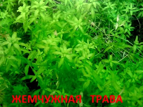 Жемчужная трава --- аквариумное растение и много других растений
