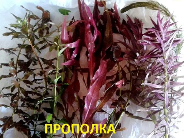 Эхинодорус тенелиус ---- аквариумное растение и др. разные растения.  2