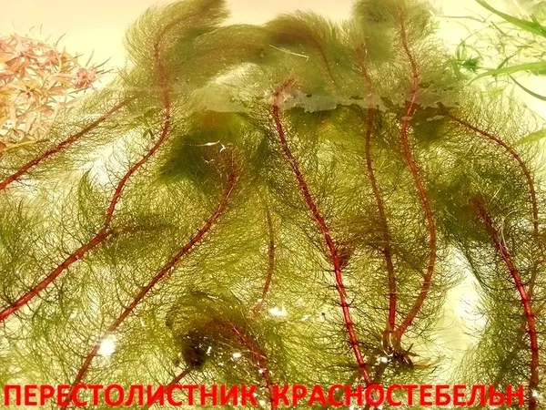 Перестолистник красностебельный -- аквариумное растение и много других