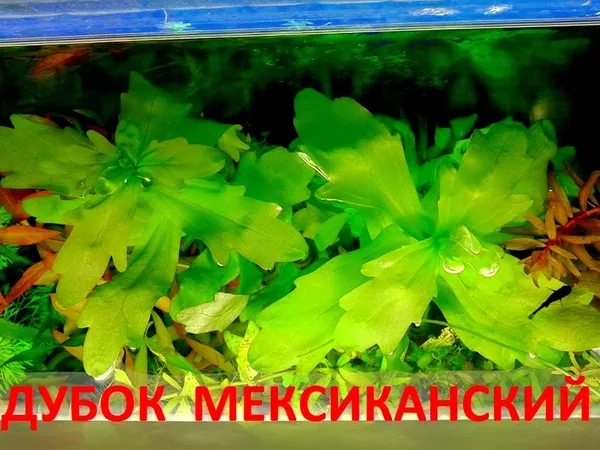Дубок мексиканский -- аквариумное растение и разные растения. 18