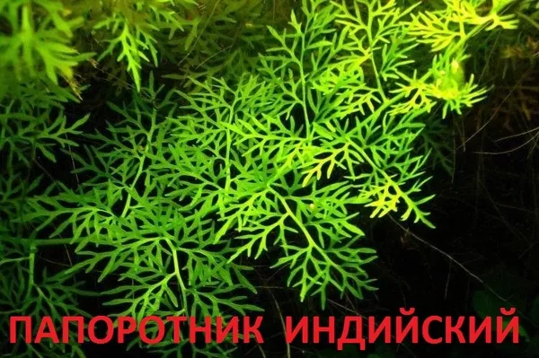 МОХ  Крисмас --- аквариумные растения и разные растения. 2