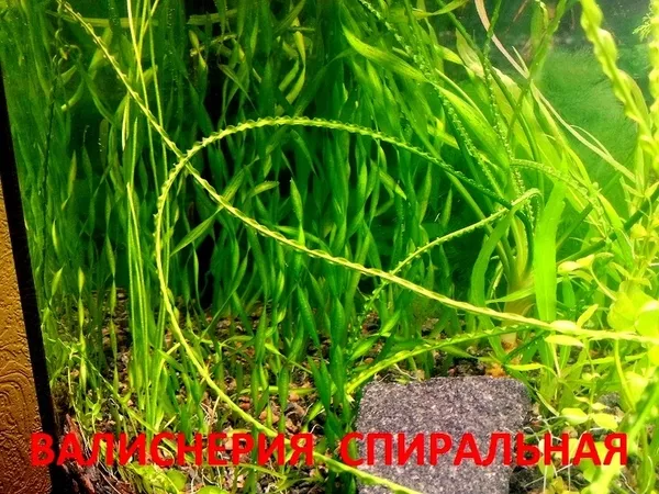 МОХ  Крисмас --- аквариумные растения,  разные растения. 6