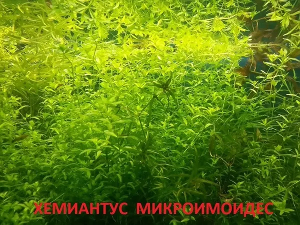 МОХ  Крисмас --- аквариумные растения,  разные растения. 8