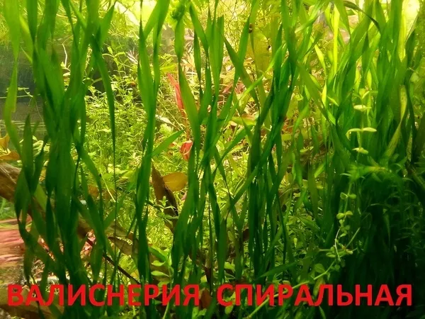 МОХ  Крисмас - аквариумные растения и разные растения. 4