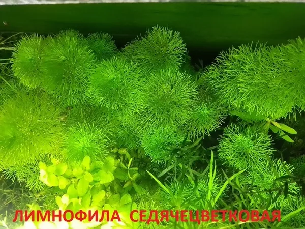 МОХ  Крисмас - аквариумные растения и разные растения. 5