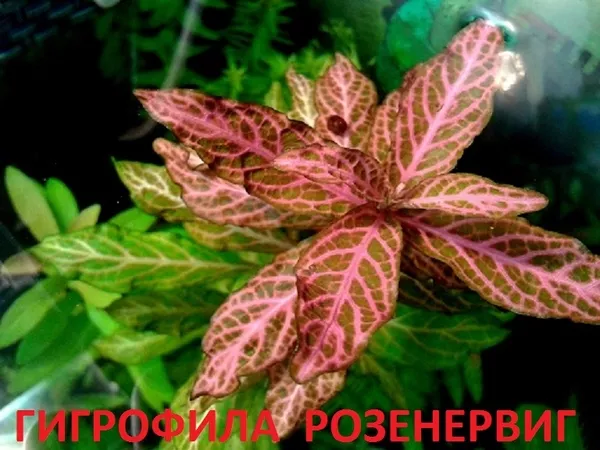 МОХ  Крисмас - аквариумные растения и разные растения. 7