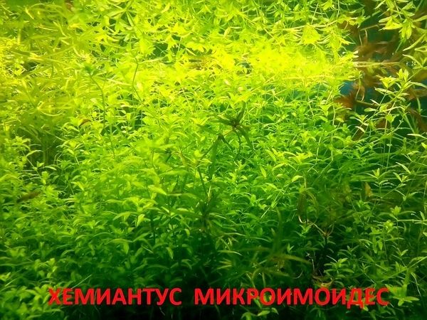 Хемиантус микроимоидес и др. растения - НАБОРЫ растений для запуска. П