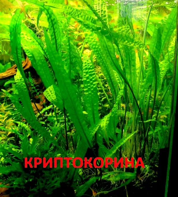 Криптокорина апогенолистная и др. растения - НАБОРЫ растений для запус