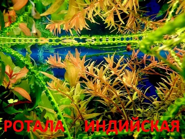 Ротала и др. растения. НАБОРЫ растений для запуска акваса. ПОЧТОЙ отпр