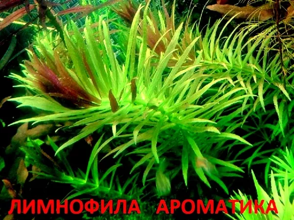 Лимнофила ароматика -- аквариумные растения и много других растений
