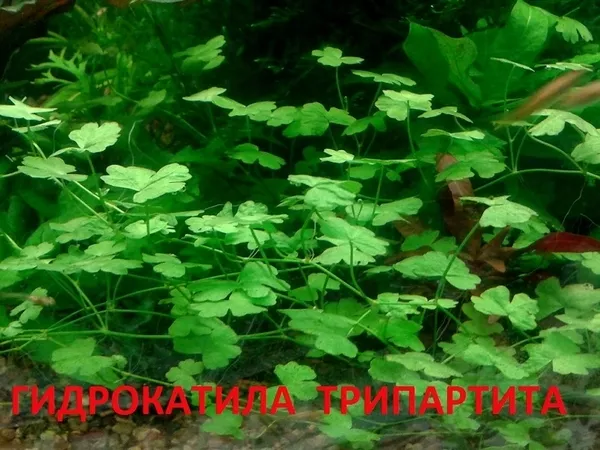 Гидрокатила трипартита - НАБОРЫ растений для запуска. ПОЧТОЙ и МАРШР