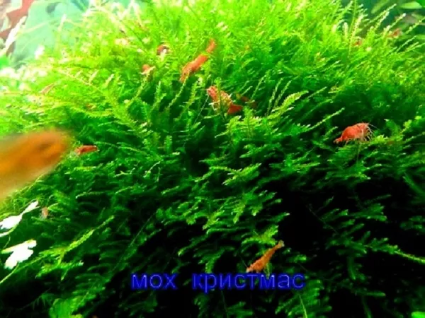 Мох крисмас --- аквариумное растение и другие растения. 