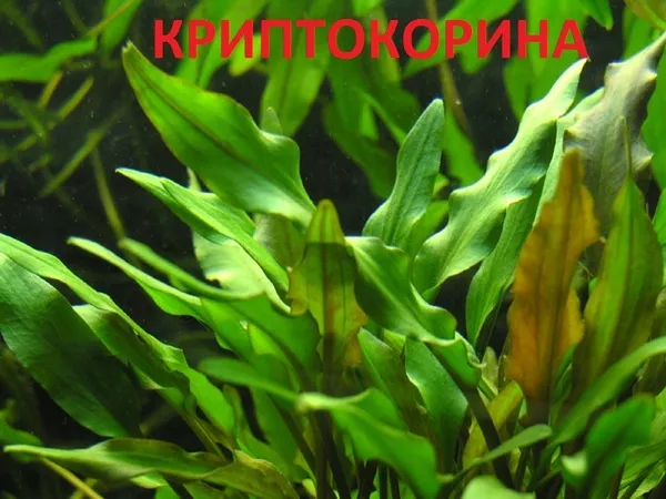 Криптокорина -- аквариумное растение и другие разные растения.