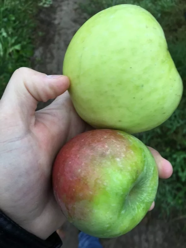 Яблоко крупное 8 сортов! 2