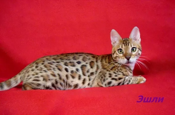 Породистые бенгальские котята 4