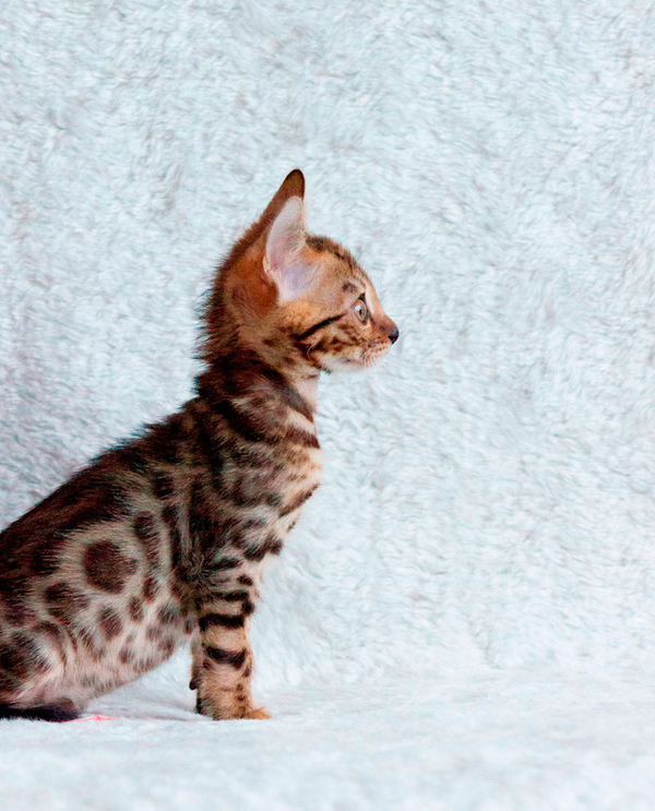 Породистые бенгальские котята - мальчик 11