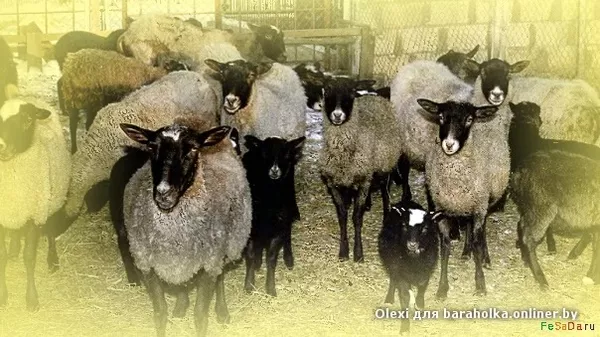 Овцы, ярочки для собственного стада
