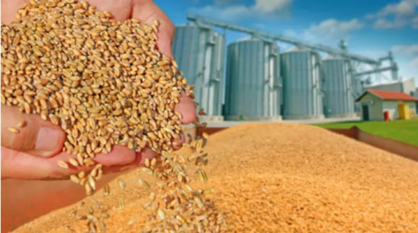 Организация на постоянной основе закупает пшеницу.