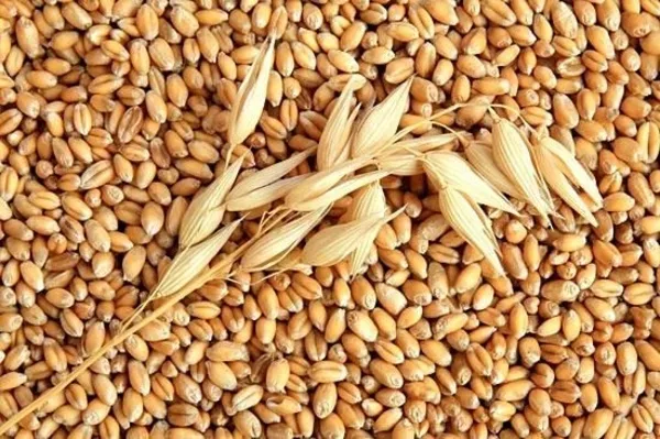 Фуражная пшеница 2-5 класса