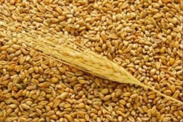 Пшеница в Минской. области