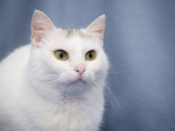 Спотти - загадочная белоснежная кошка в дар! 2