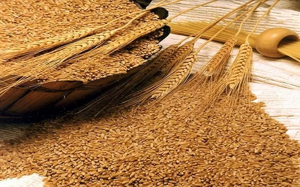 Пшеница фуражная - зерно
